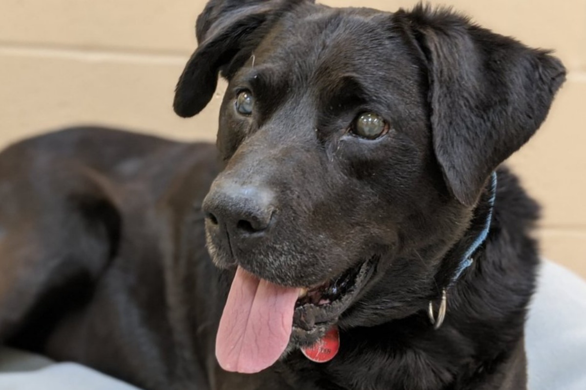 L’anziano labrador ha trovato una casa dopo 3 anni: la storia di Capone