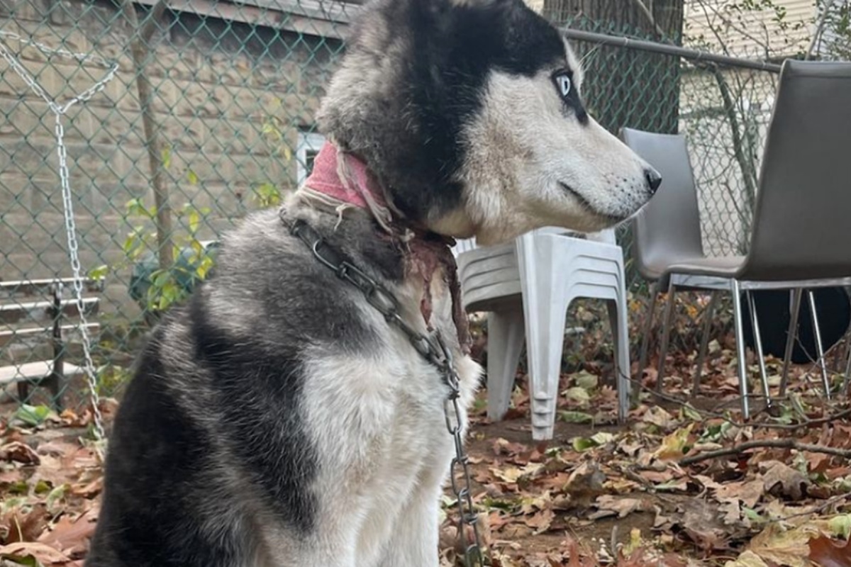 Coppia decide di trasferirsi e lasciano il loro cane legato alla recinzione della vecchia abitazione. Le sue condizioni di salute