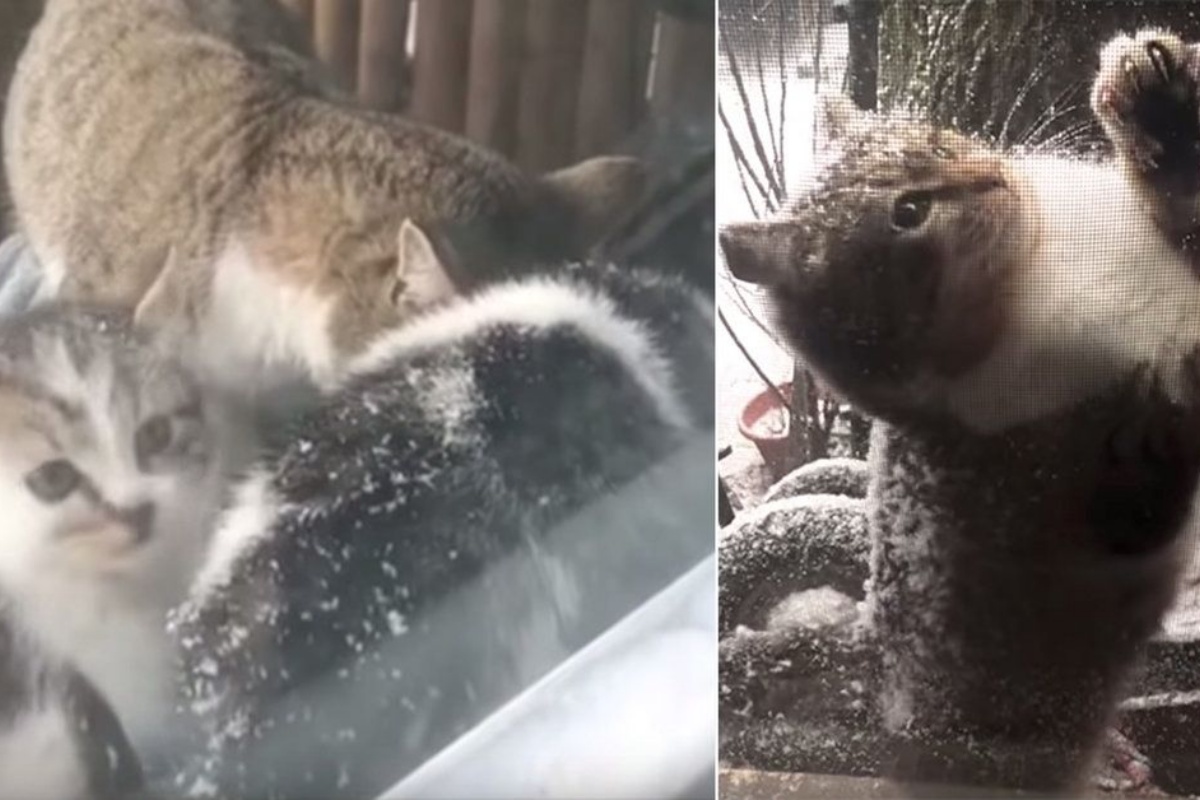Coppia trova una gattina alla finestra della loro abitazione e poco dopo scopre che aveva bisogno di aiuto