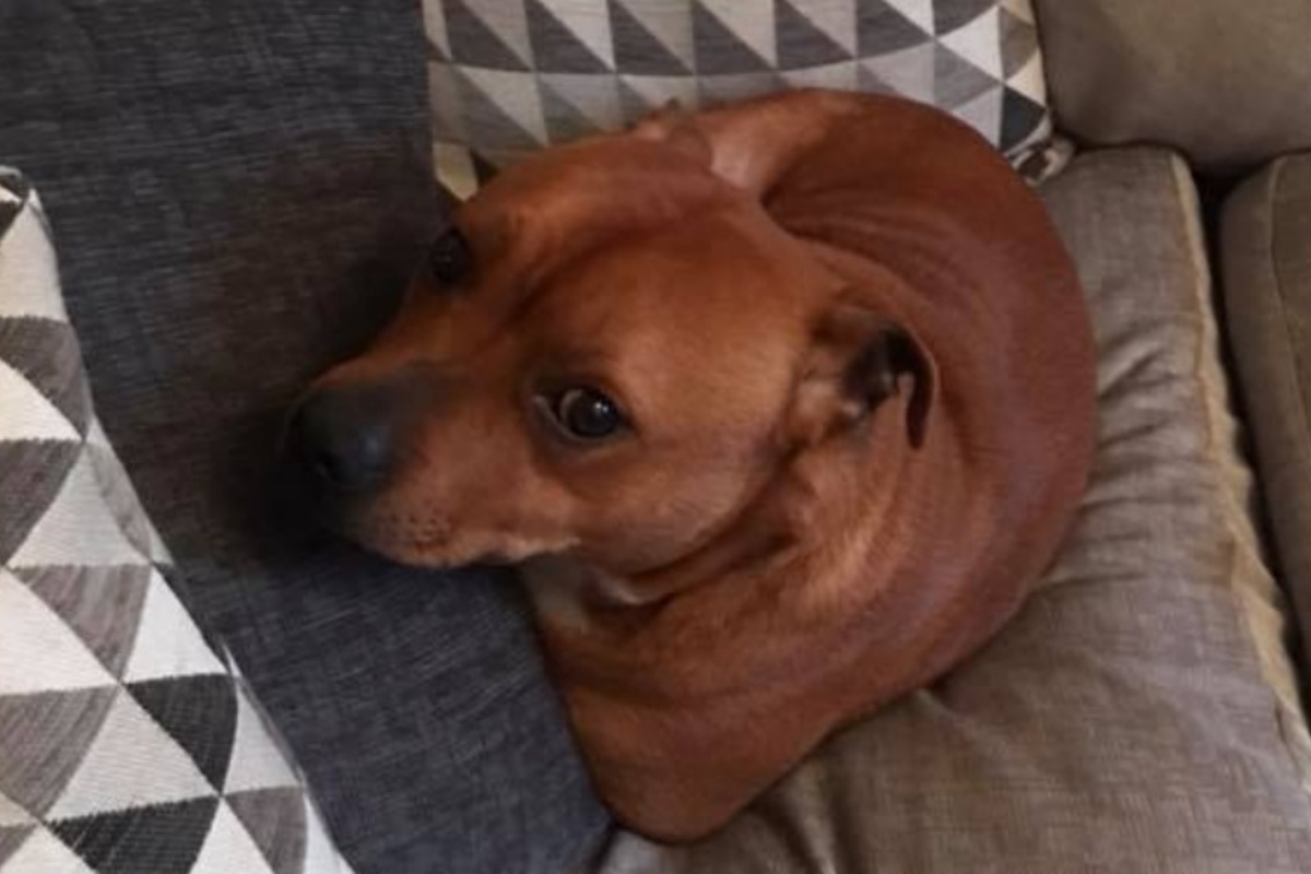 Clyde il cane scomparso ritrovato su un treno: la vicenda