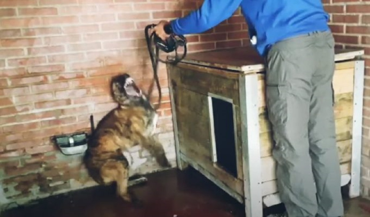 Quando gli mostrano il guinzaglio, il cucciolo maltrattato piange (VIDEO)