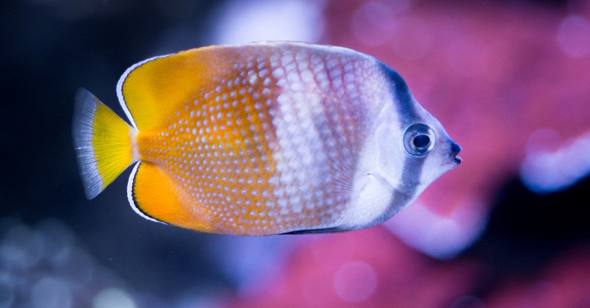 Come pulire un acquario alla perfezione: tutti i trucchi per il benessere di pesci e piante