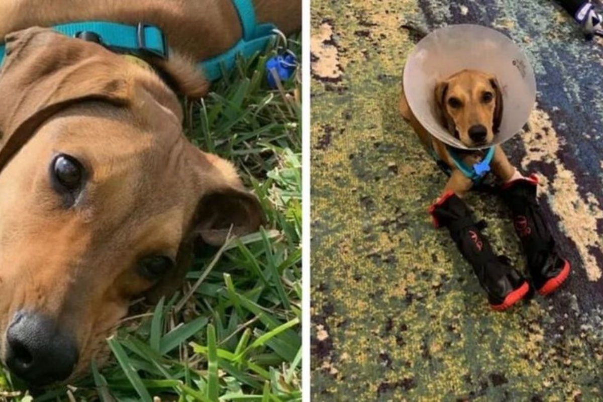 Cooper il cane trovato abbandonato: durante il controllo, il medico scopre le sue reali condizioni di salute
