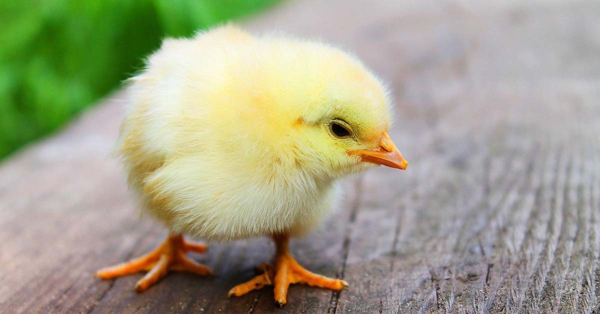 Piccoli e teneri, ma cosa mangiano i pulcini per crescere sani?