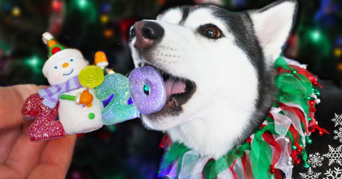 Due cuccioli di Husky decorano l’albero di Natale (VIDEO)