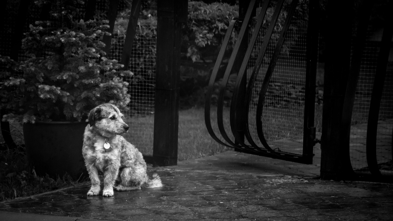 Cucciolo abbandonato sotto la pioggia