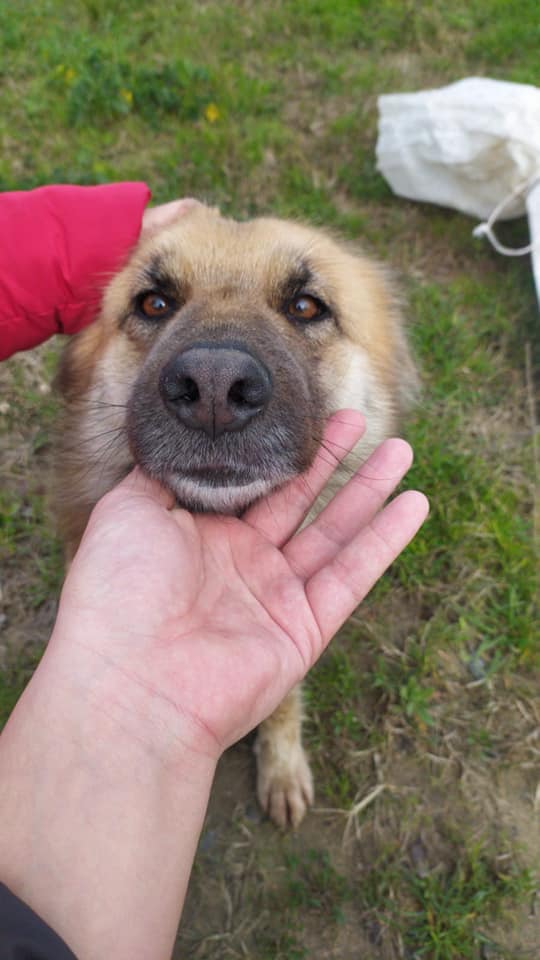 Salvataggio del cane abbandonato