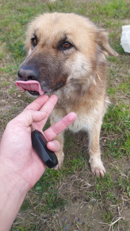 Cane salvato a Benevento