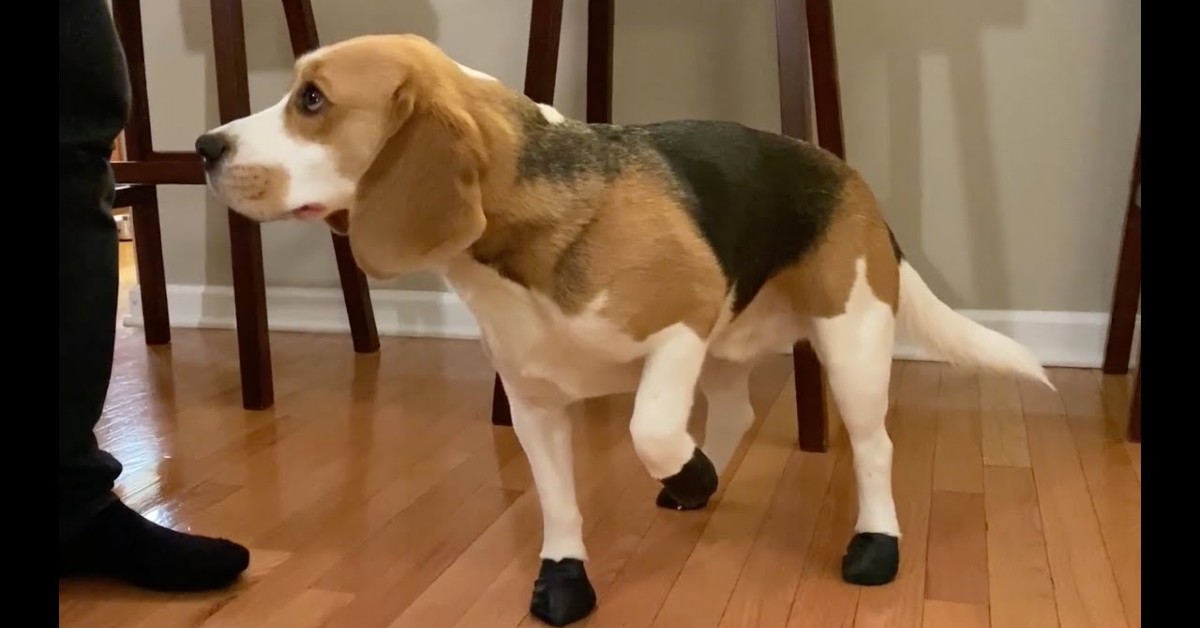 Cucciolo di Beagle odia le scarpe da neve che i padroni gli hanno comprato (VIDEO)