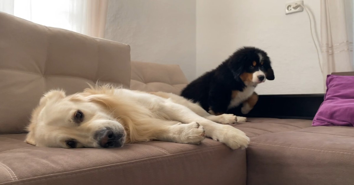 Cucciolo di Bernese e cucciolo di Golden Retriever giocano insieme sul divano (VIDEO)