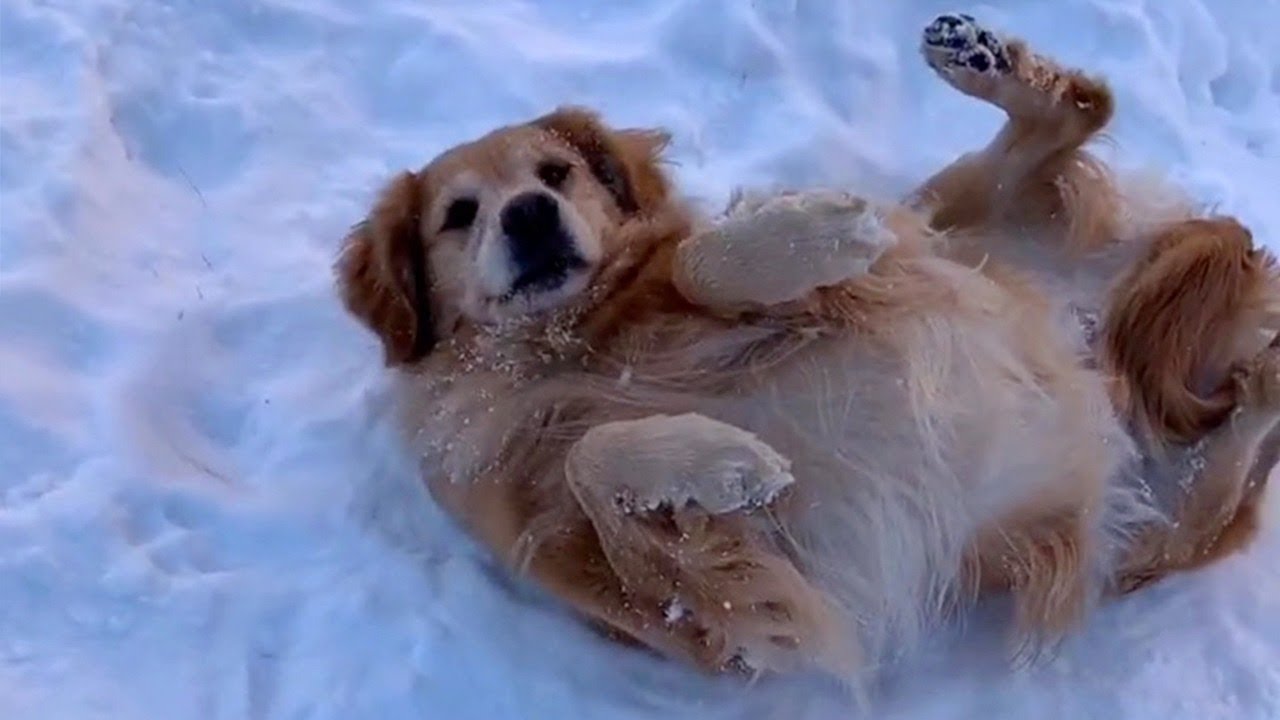 Cucciolo di Golden Retriever gioca con la neve e si diverte tantissimo (VIDEO)
