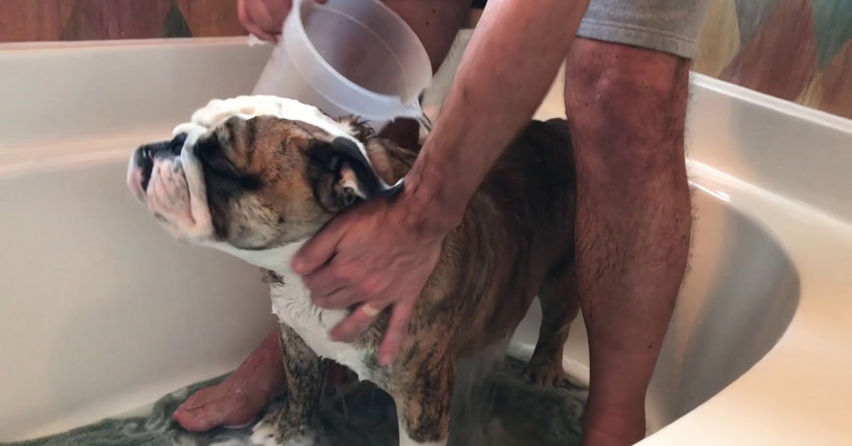 Un cucciolo di Bulldog inglese fa il bagno dentro la vasca (VIDEO)