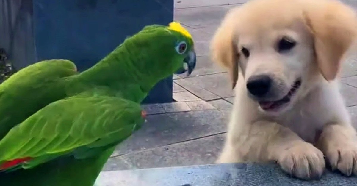 Un cucciolo di Golden Retriever incontra un pappagallo per la prima volta (VIDEO)