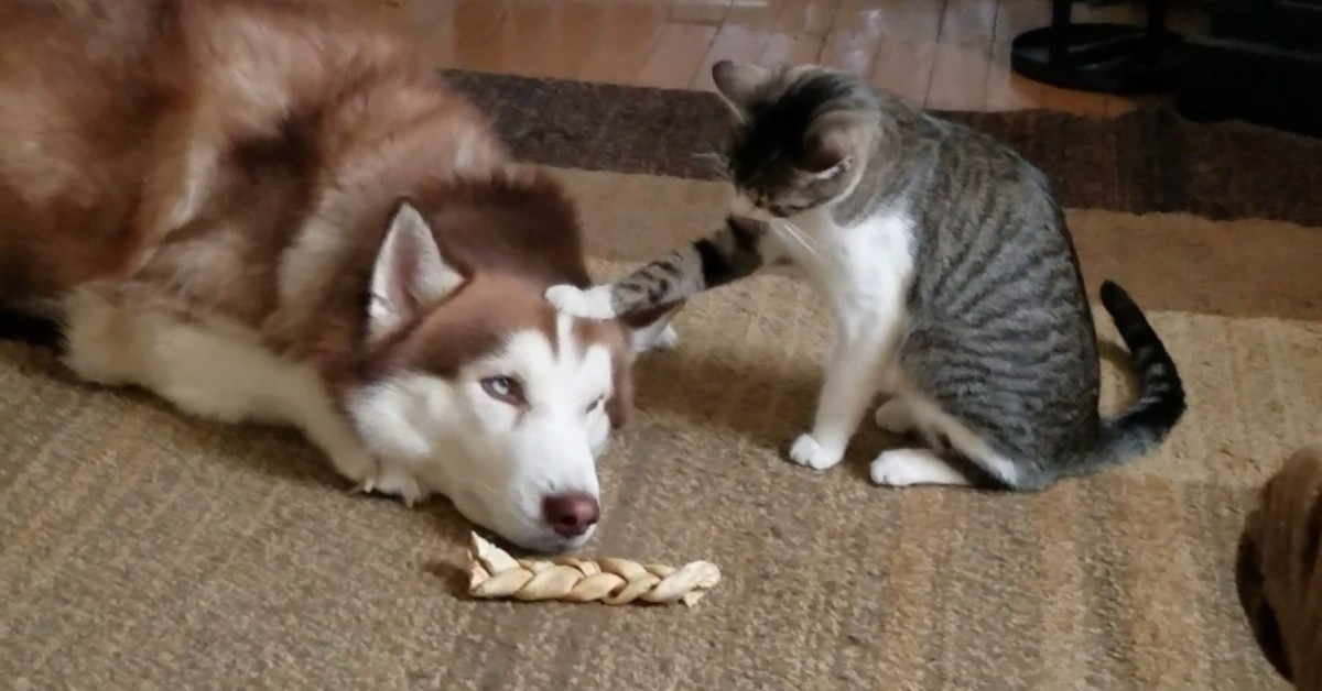 Un cucciolo di Husky vuole riposare e il gatto lo disturba (VIDEO)