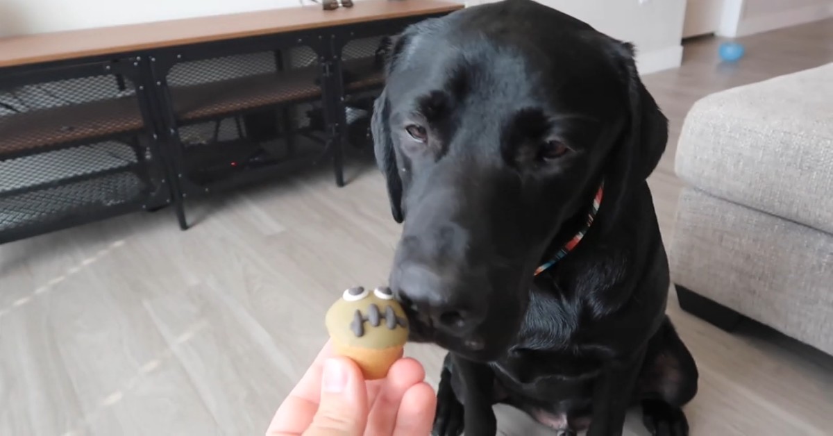 Un cucciolo di Labrador mangia i biscotti di Halloween (VIDEO)
