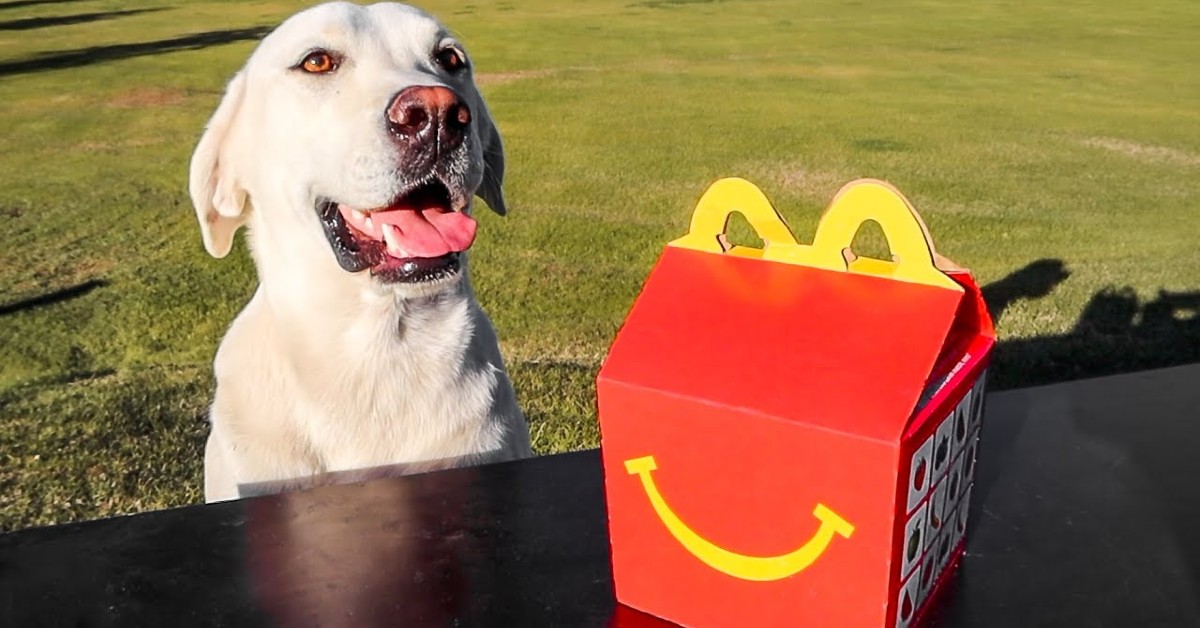 Un cucciolo di Labrador mangia un hamburger per la prima volta (VIDEO)