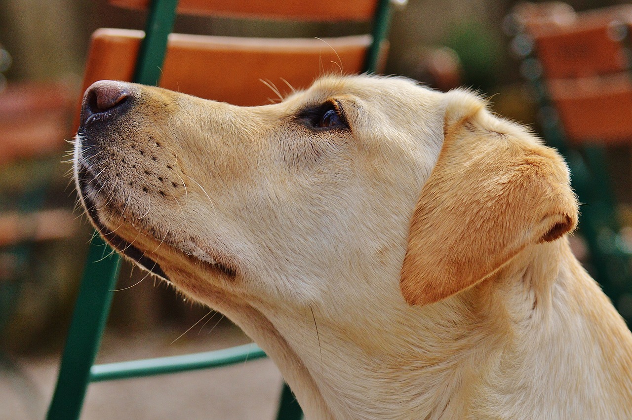 Cucciolo di labrador non mangia se il suo umano non fa una cosa particolare con la sua pappa