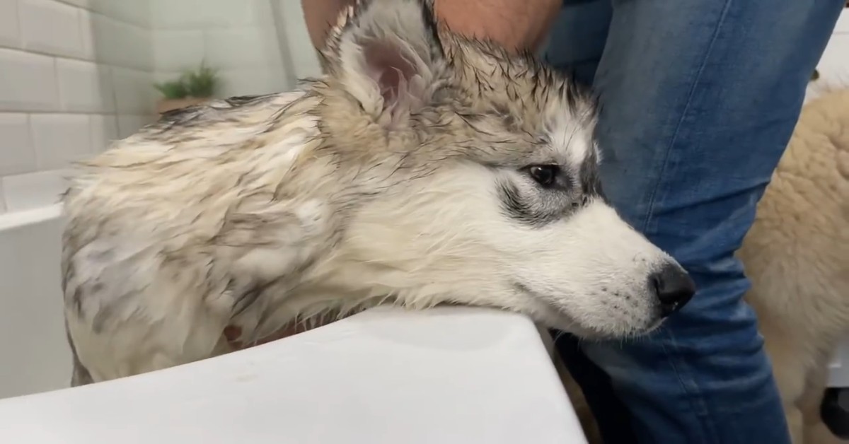 Un cucciolo di Malamute fa il bagno in dolce compagnia (VIDEO)