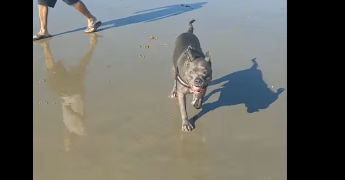 Un cucciolo di Pitbull va al mare e gioca con gli altri cani in spiaggia (VIDEO)