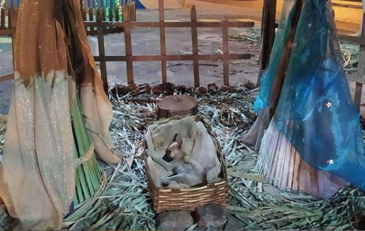 Il cucciolo randagio nella mangiatoia