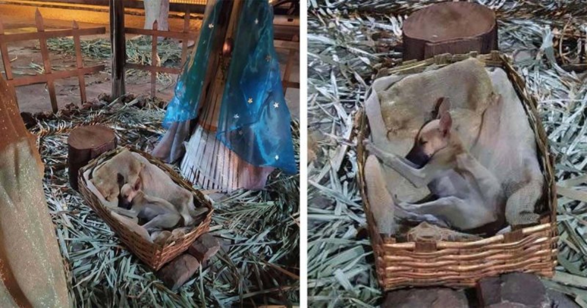 “Quel presepe aveva qualcosa di diverso, così mi sono avvicinata e mi sono uscite le lacrime”, il racconto di Nadia