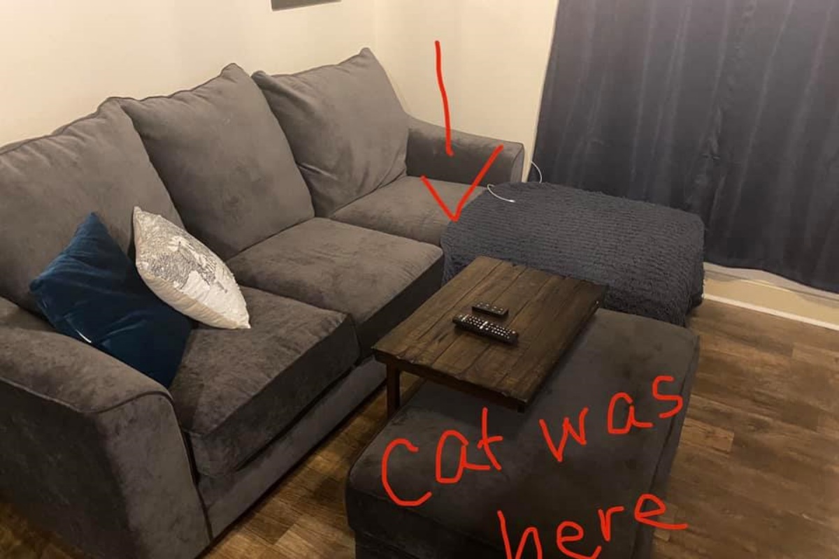 Il gatto nel divano usato