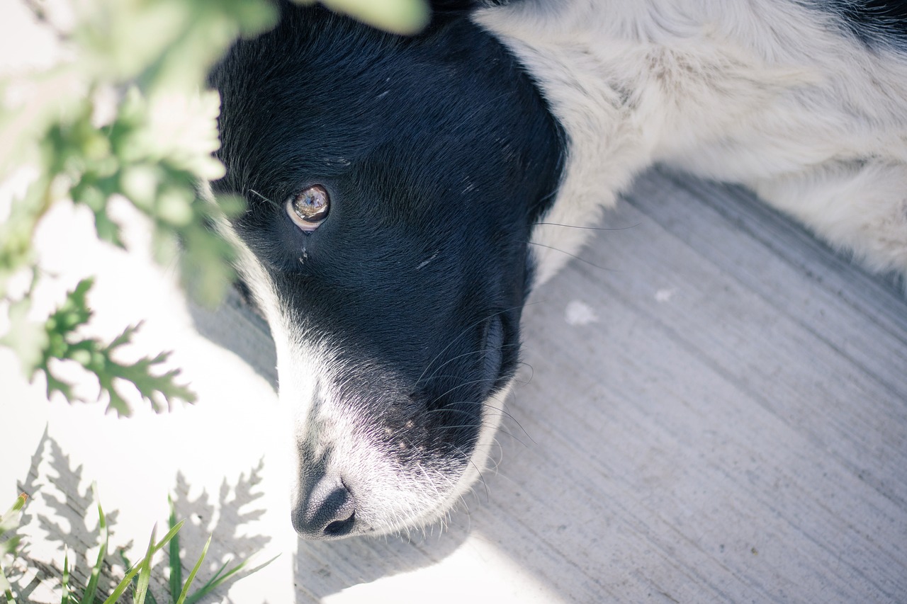 donna adotta il cane