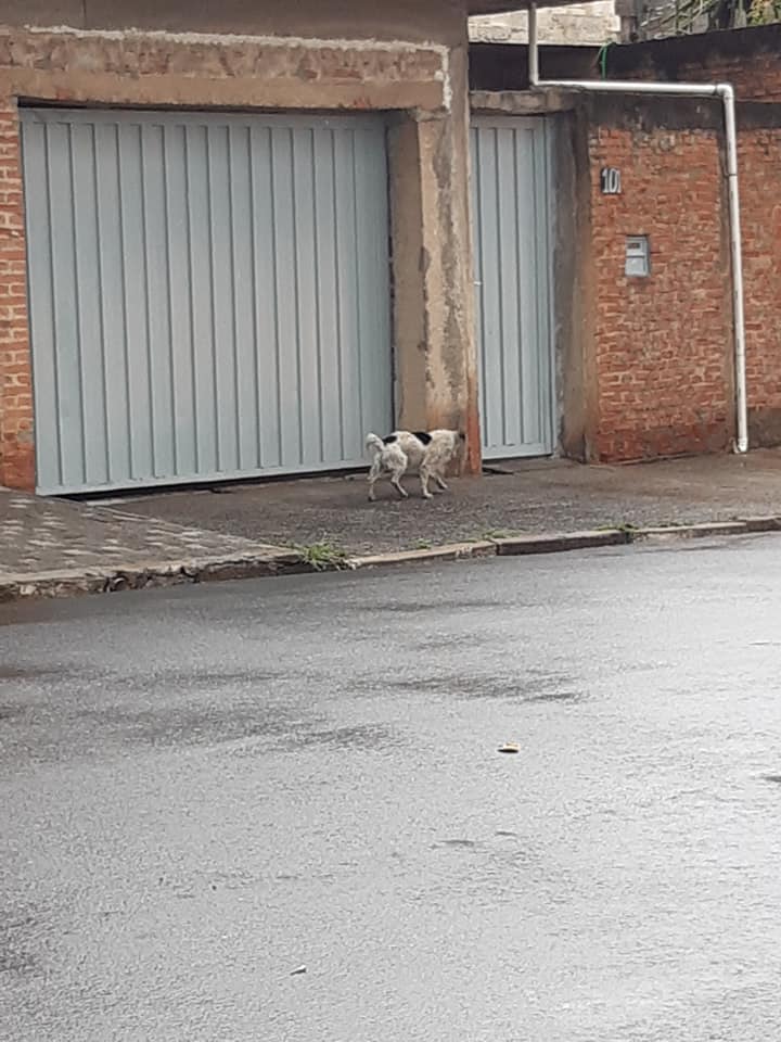 Il cane salvato da Silvana Loner