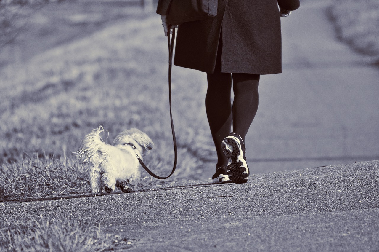 Pulire con acqua la pipì del cane in strada, in Sicilia è obbligatorio per legge