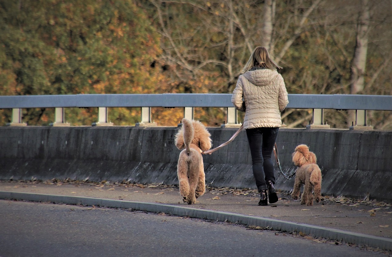 A passeggio con gli animali domestici