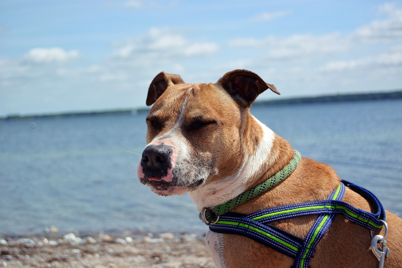 Cucciolo di razza Amstaff