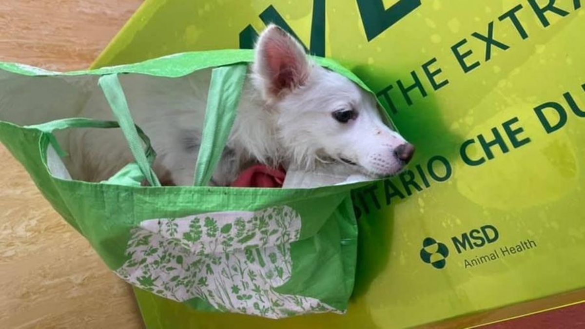 È morta Lallina, una notizia che spezza il cuore. Non era sufficiente quello che le avevano fatto