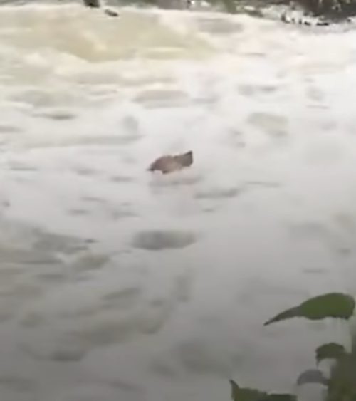 Cucciolo in difficoltà in acqua