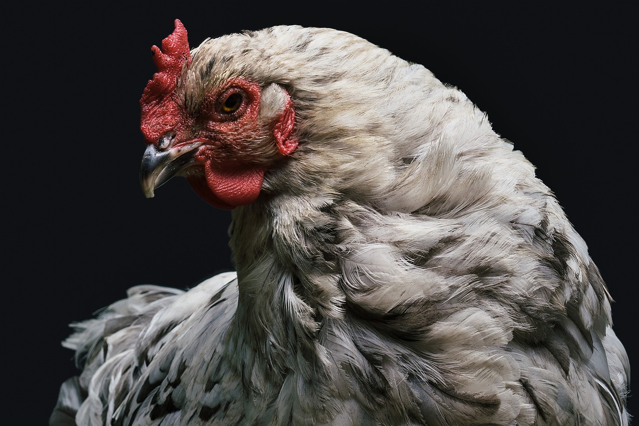 Entra nel pollaio e trova la gallina che stava covando qualcosa ma quando si avvicina capisce che non si trattava né di uova né di pulcini