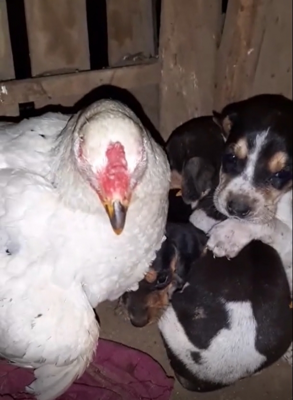 Cani insieme alla loro nuova mamma
