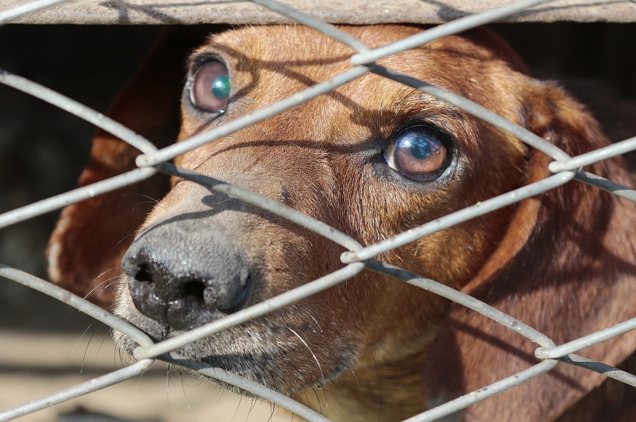 Gallipoli, cane abbandonato e legato, chiuso in una gabbia ha rischiato di morire