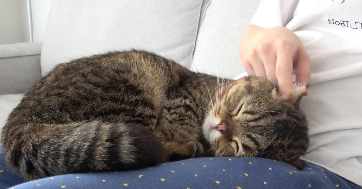 La gattina Lulu si addormenta tra le braccia della suo dolce padrona (VIDEO)
