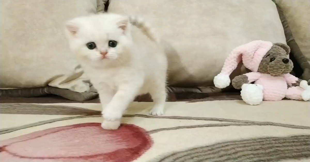 La gattina Coco incontra la sorella più grande per la prima volta (VIDEO)
