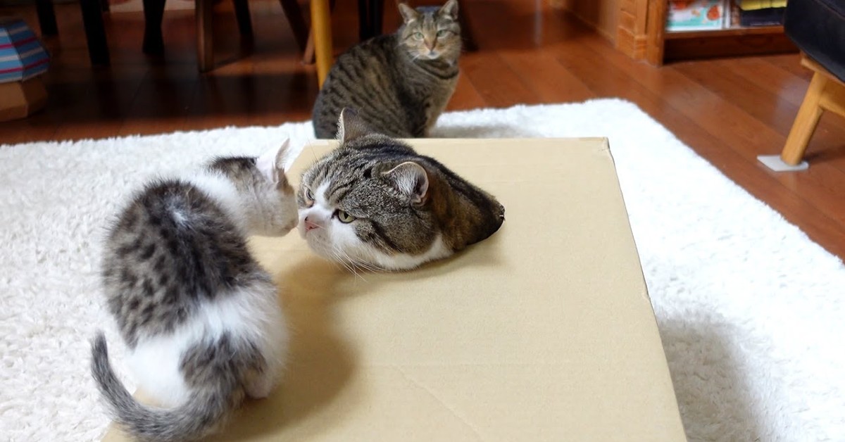 Dei gattini giocano con una scatola di cartone modificata dalla padrona (VIDEO)