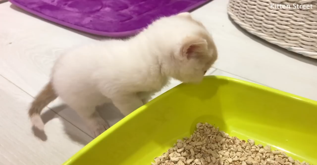 Il gattino Willie conosce la lettiera per la prima volta e impara ad usarla (VIDEO)