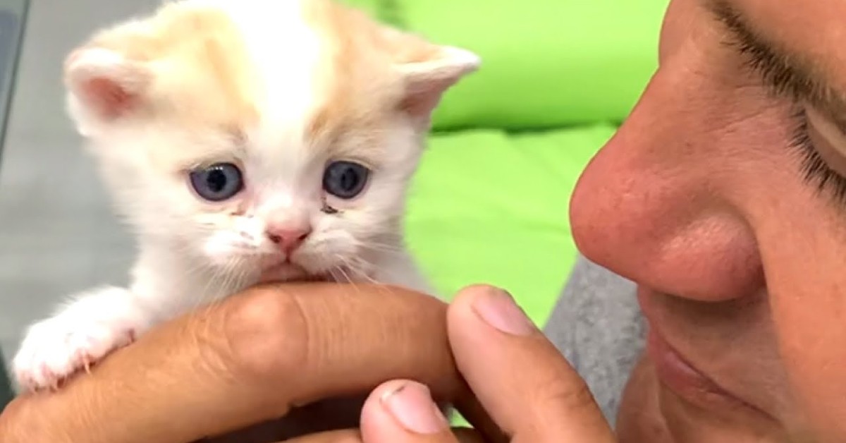 Il gattino Willie miagola tantissimo per attirare l’attenzione dei genitori (VIDEO)