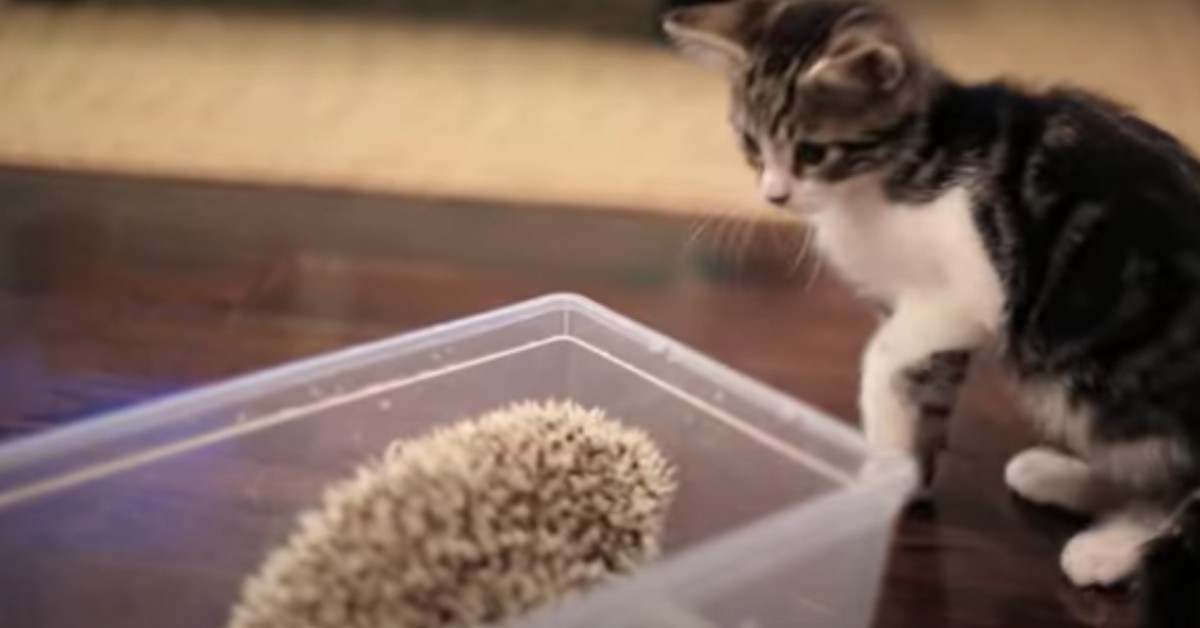 Un gattino incontra un riccio per la prima volta e fanno conoscenza (VIDEO)