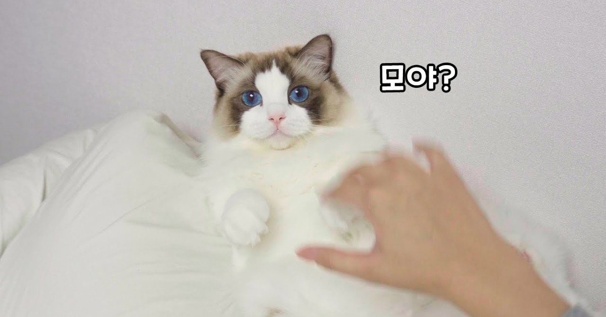 Un gattino non sopporta un gioco che fa la padrona e per questo si irrita (VIDEO)