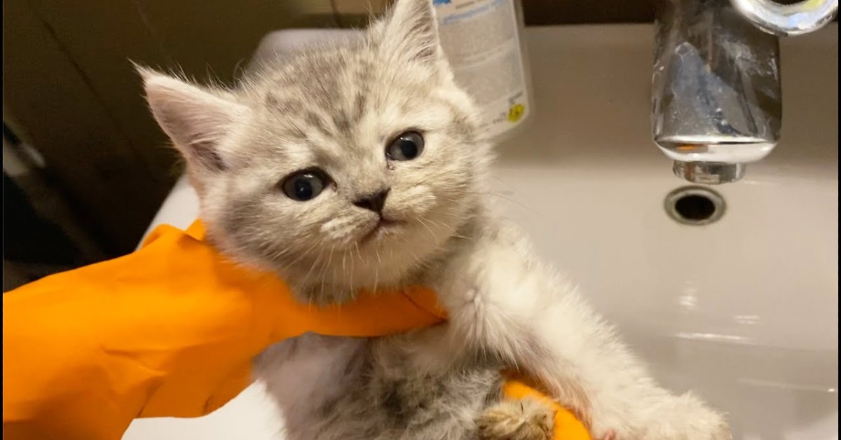 Un gattino salvato fa il bagno per la prima volta (VIDEO)