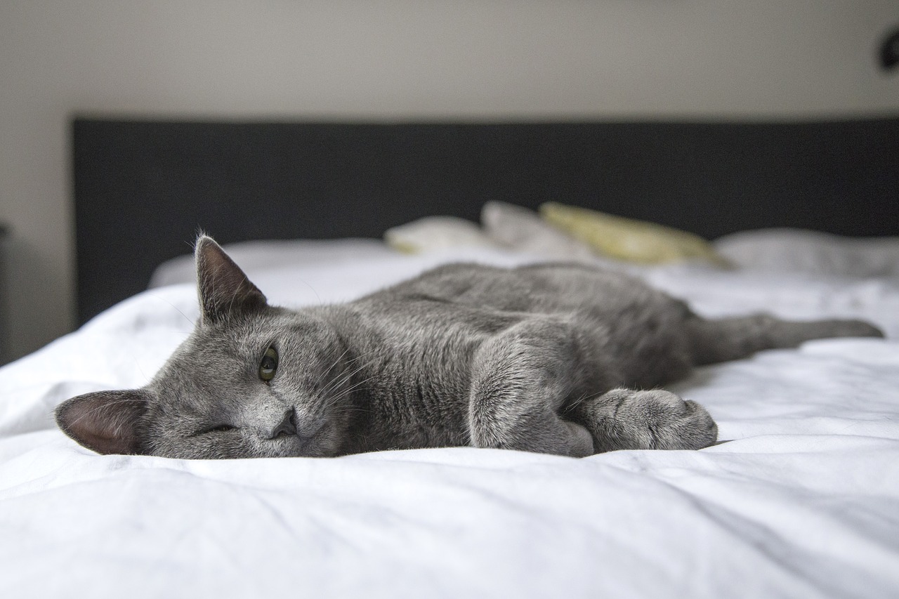 Gatto anziano trova la compagnia perfetta per vivere il tempo che gli è rimasto