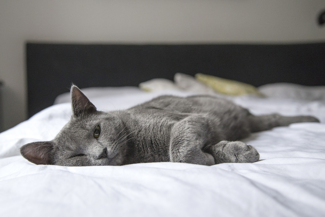 Gatto anziano trova casa