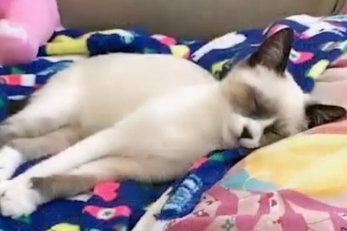 Gatto scompare, la famiglia 3 mesi dopo scopre cosa aveva fatto il vicino di casa