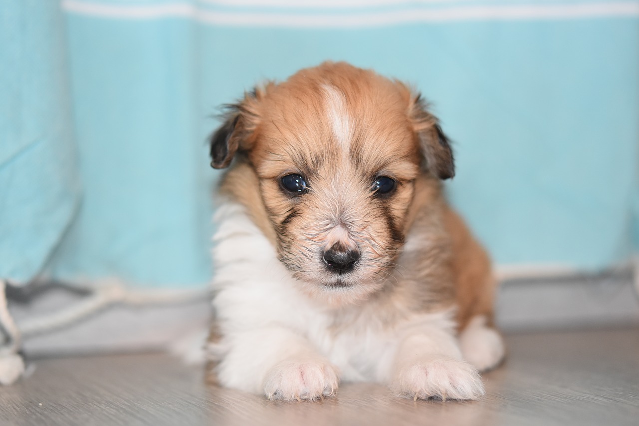Senzatetto trova un cane e compie un gesto che non passa inosservato