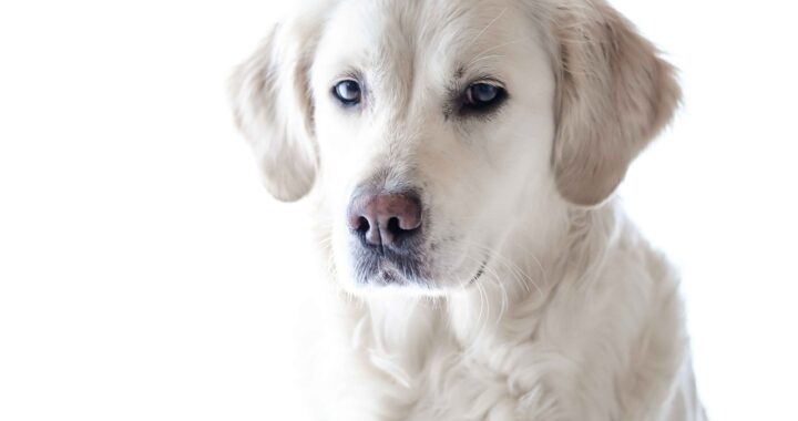 Golden Retriever dal veterinario