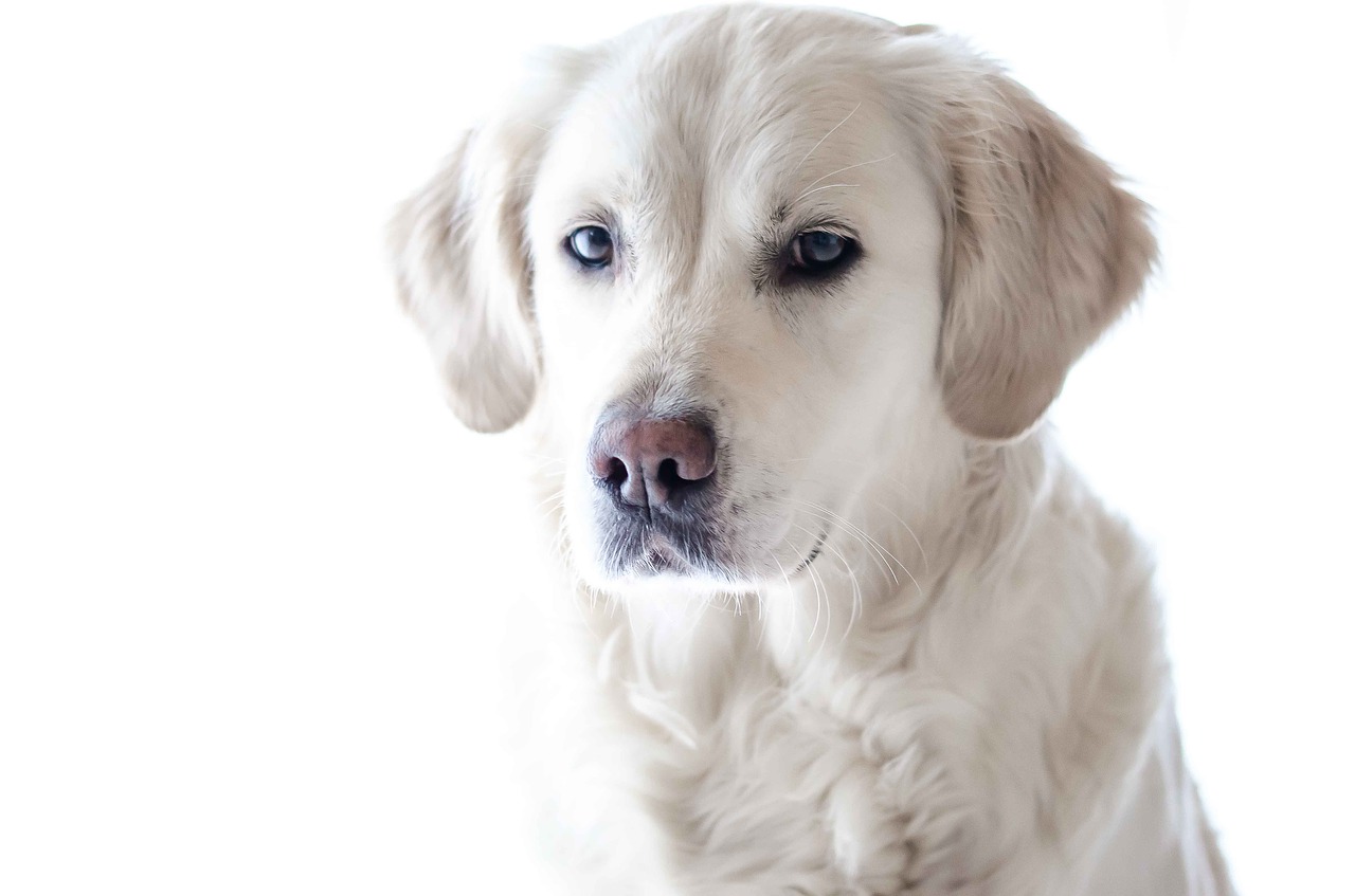 Golden Retriever dal veterinario